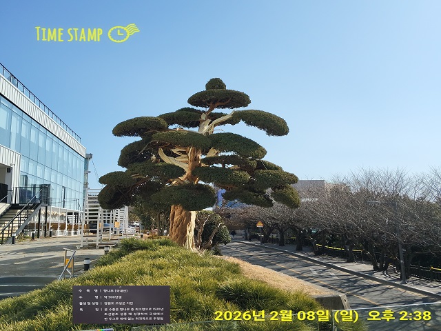 500년 향나무 달맞이길